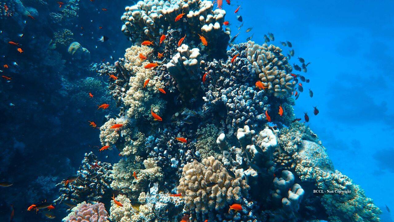 Miami Beach submerges concrete vehicles to establish artificial reef