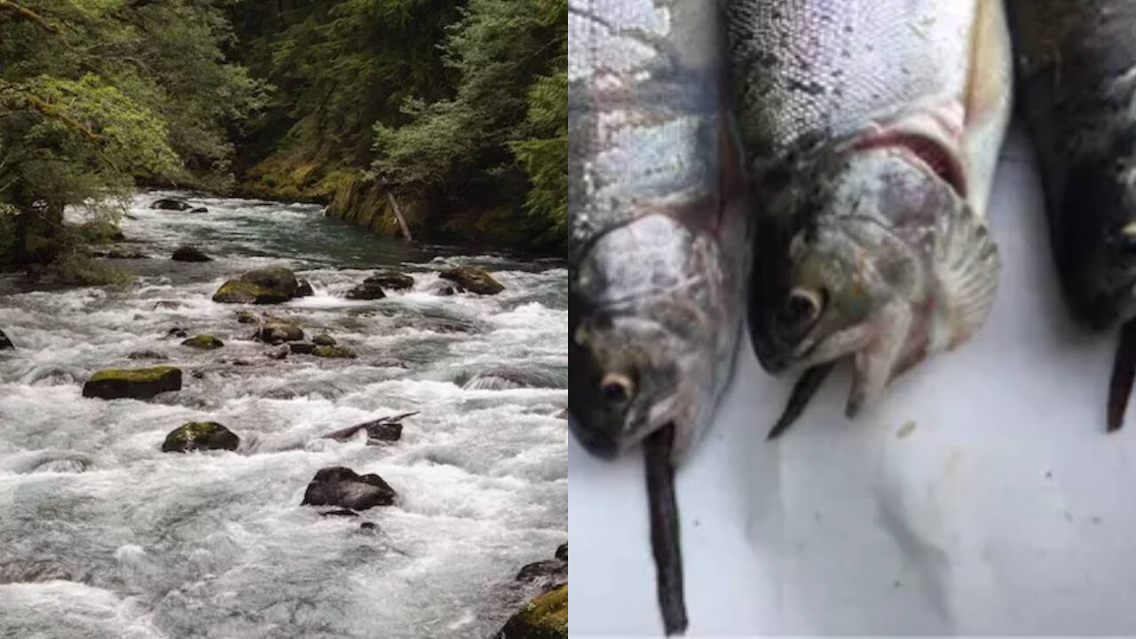Fish-stocking practices at Mount Rainier threaten native aquatic ecosystems