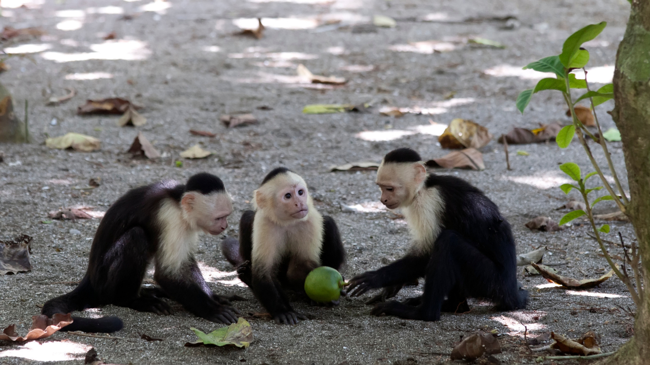 Brazilian capuchins shift to hunting when fruit supplies dwindle