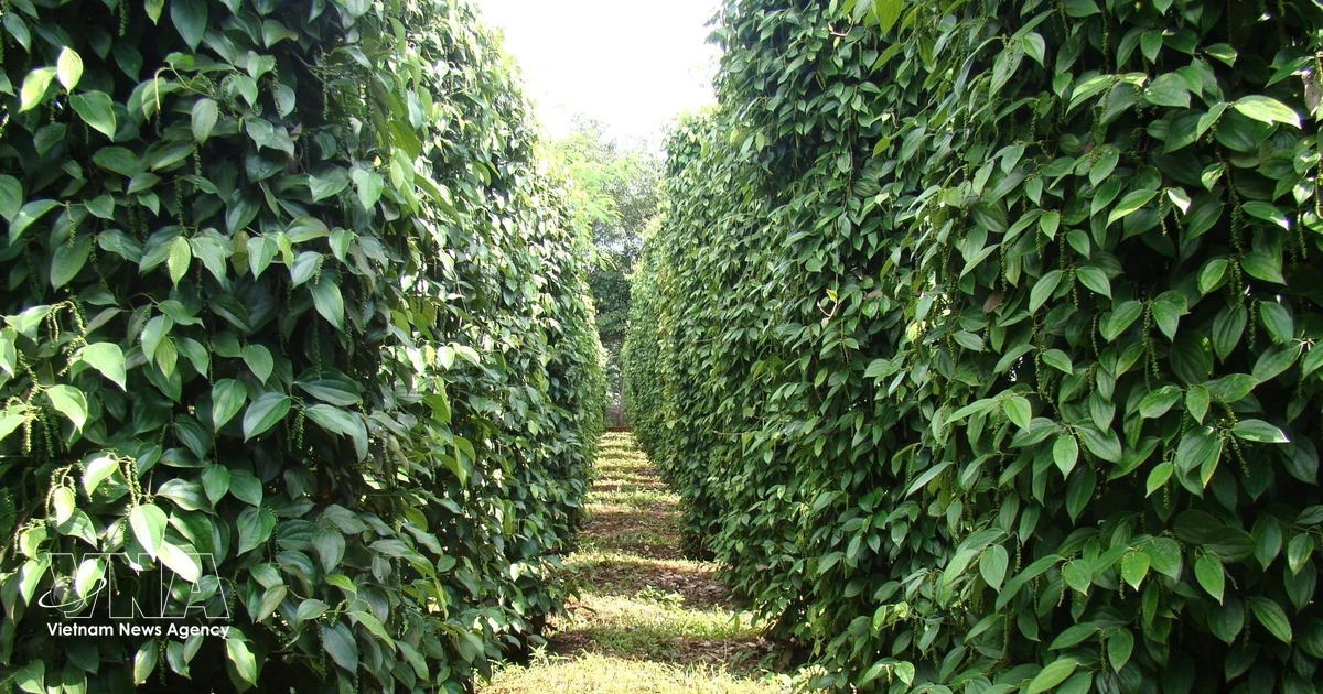 Vietnam's pepper exports surge past $1.3 billion amid strong market demand