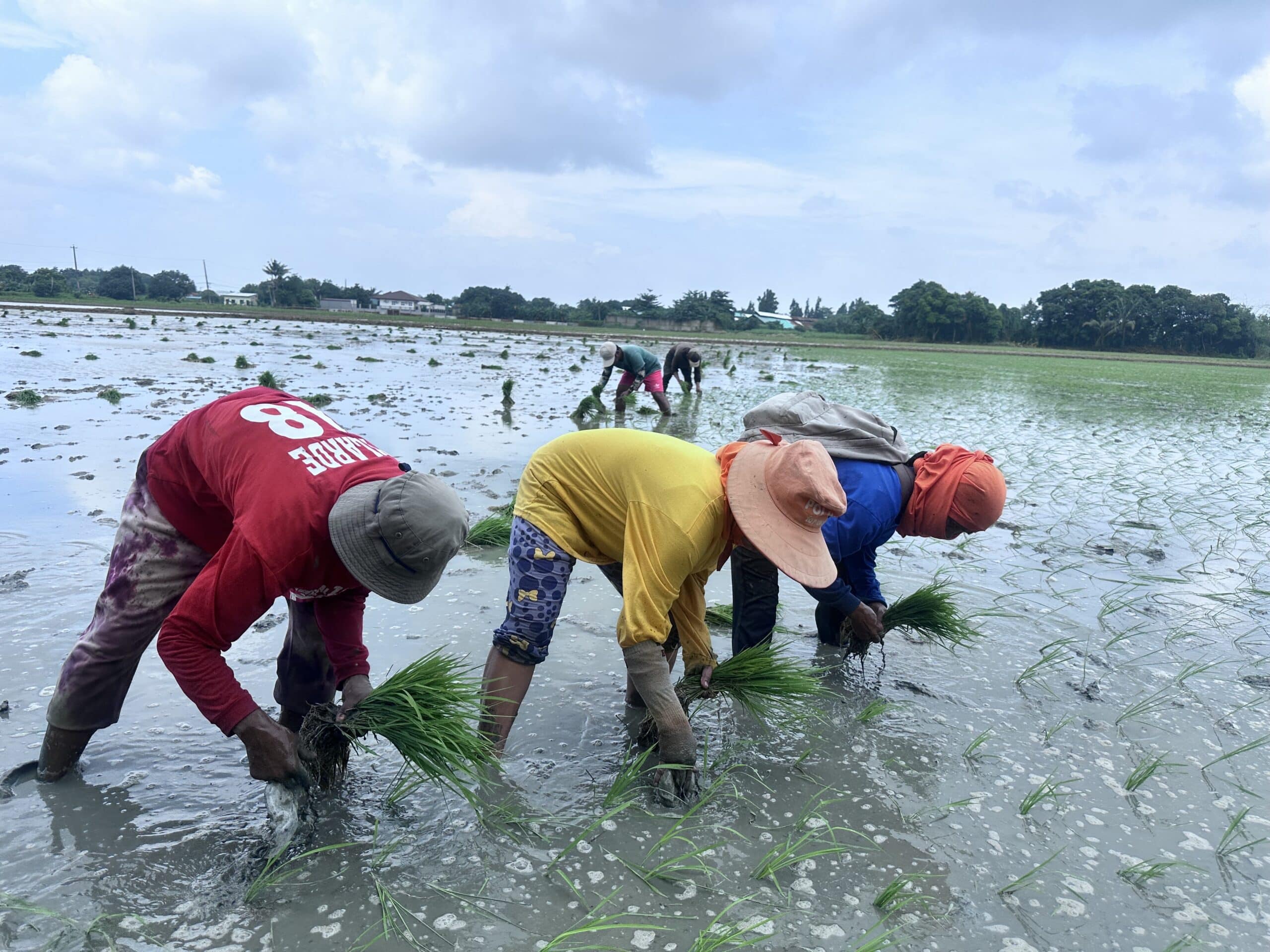 Bulacan seeks half-billion pesos to shield farms from Super El Niño