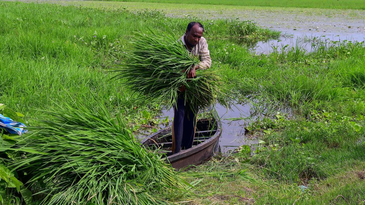 Maharashtra launches comprehensive fodder development policy to ease shortage
