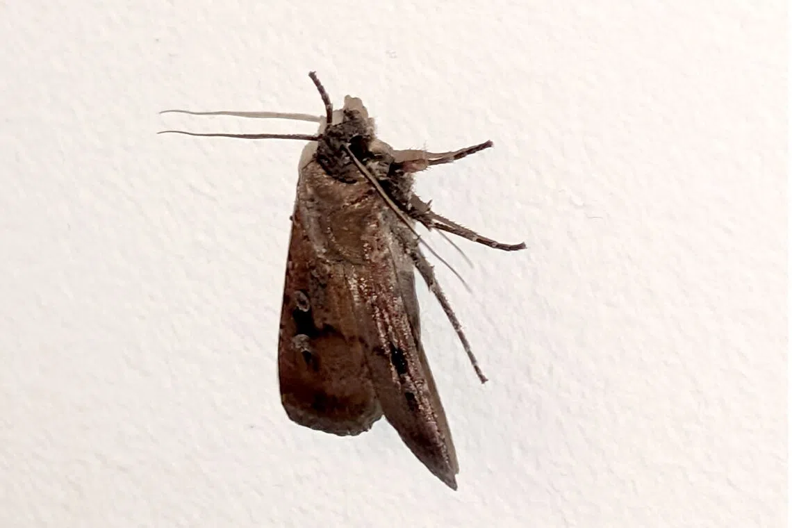 Australia's Bogong moths stage remarkable recovery after near-collapse