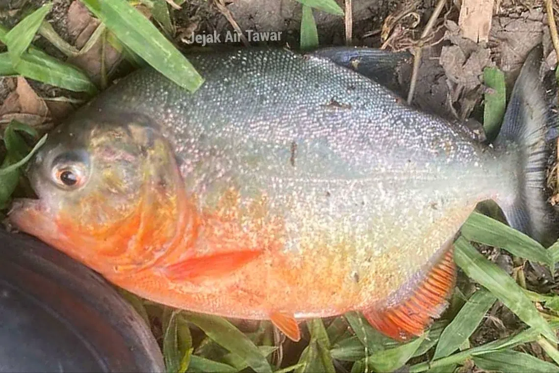 Second Red-Bellied Piranha Discovered in Malaysian River