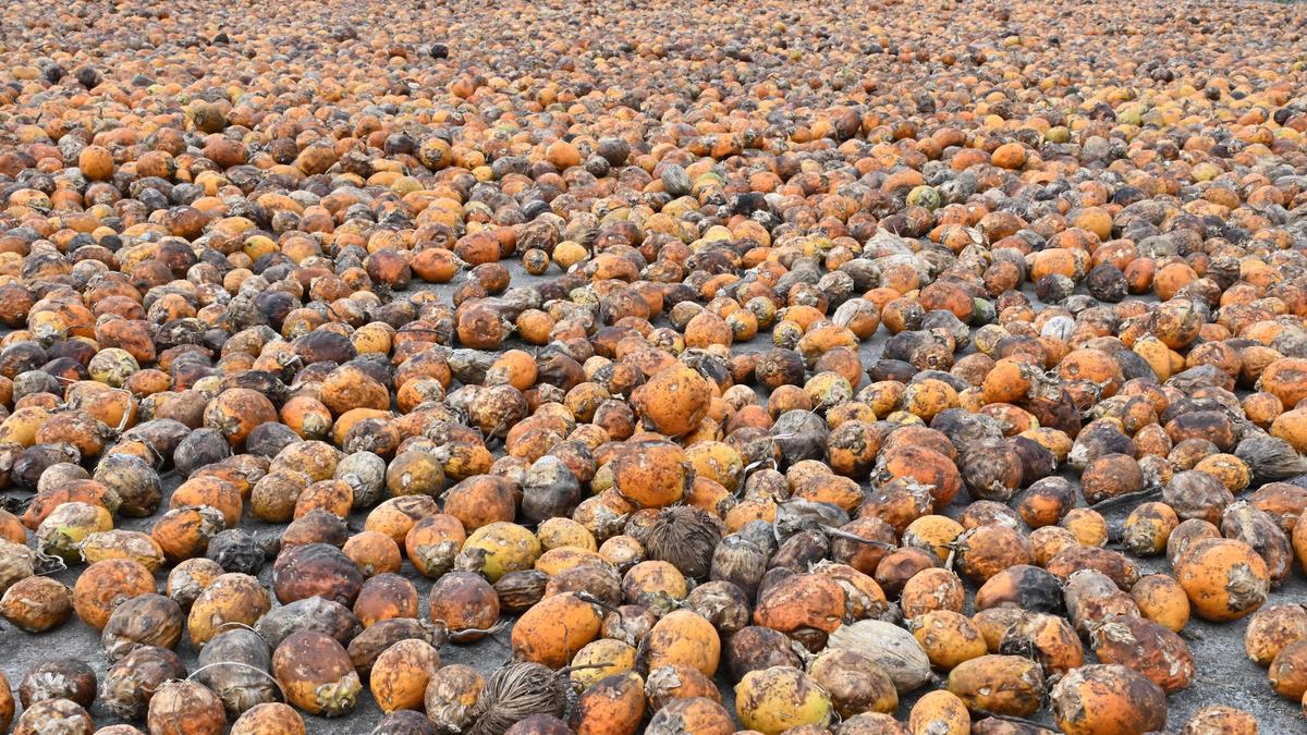 ED raids 16 locations in crackdown on areca nut smuggling via Myanmar border