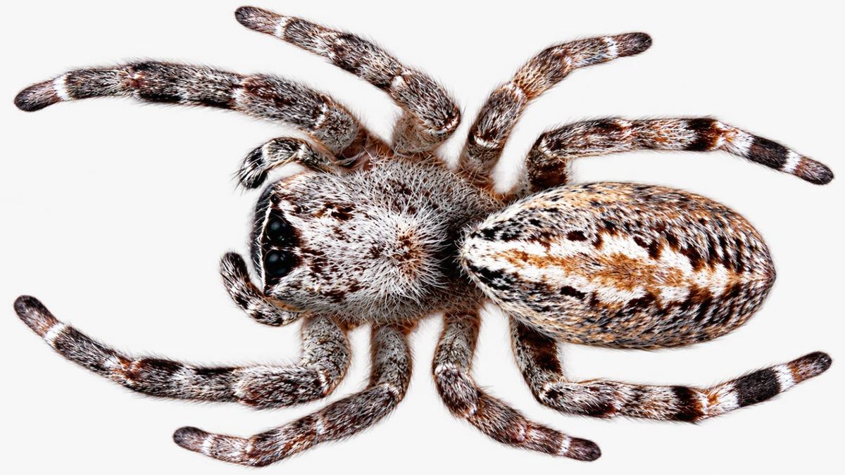 Indian scientists discover bioactive compounds in spider venom for drug research