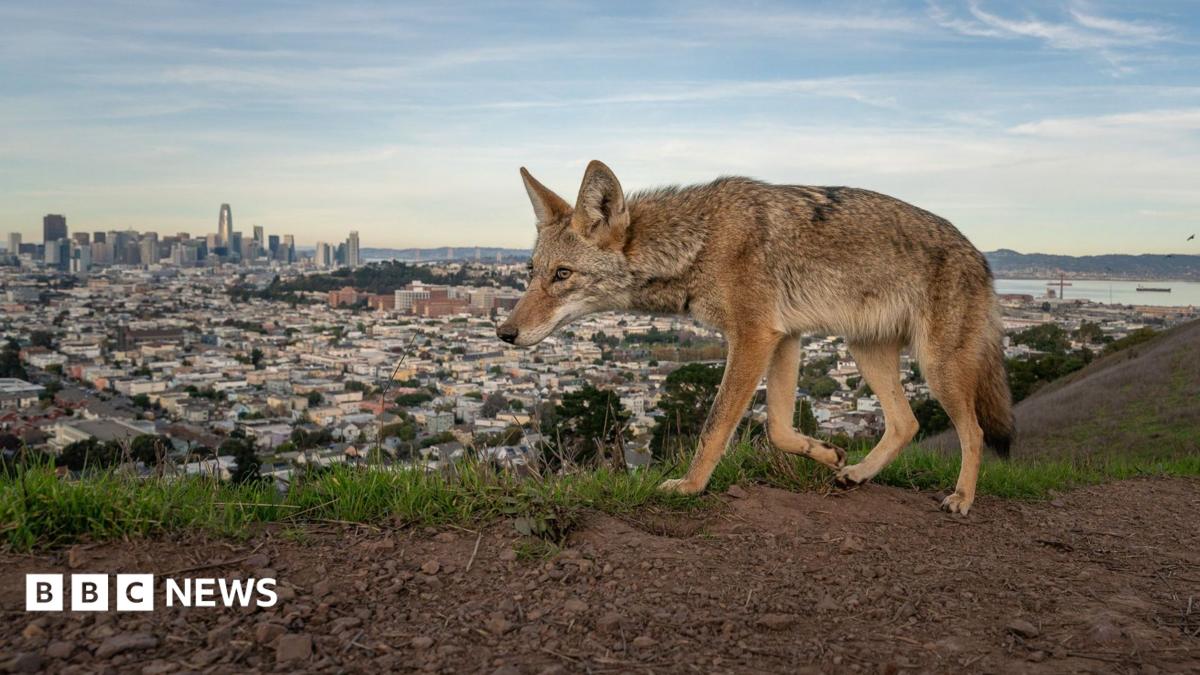 Wildlife Photographer of the Year 2026 celebrates nature's raw moments