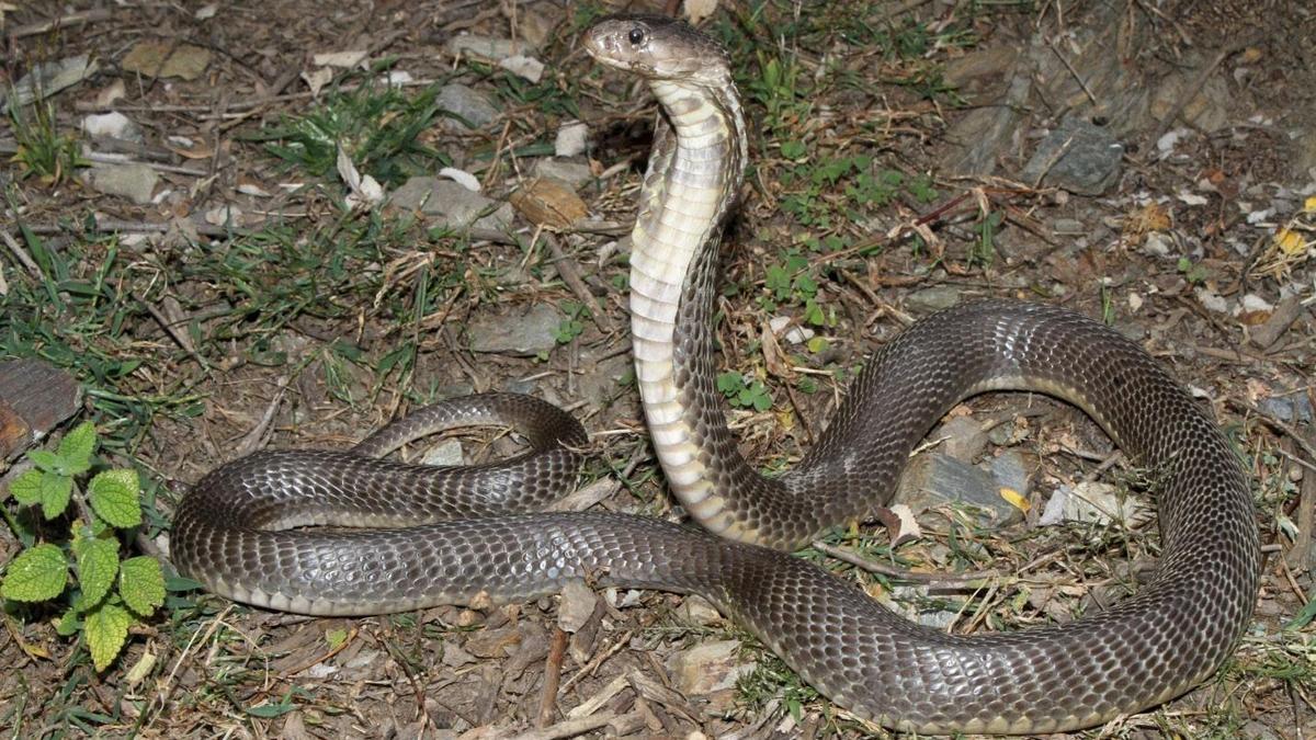 Kerala snake catcher succumbs to bite from captured serpent