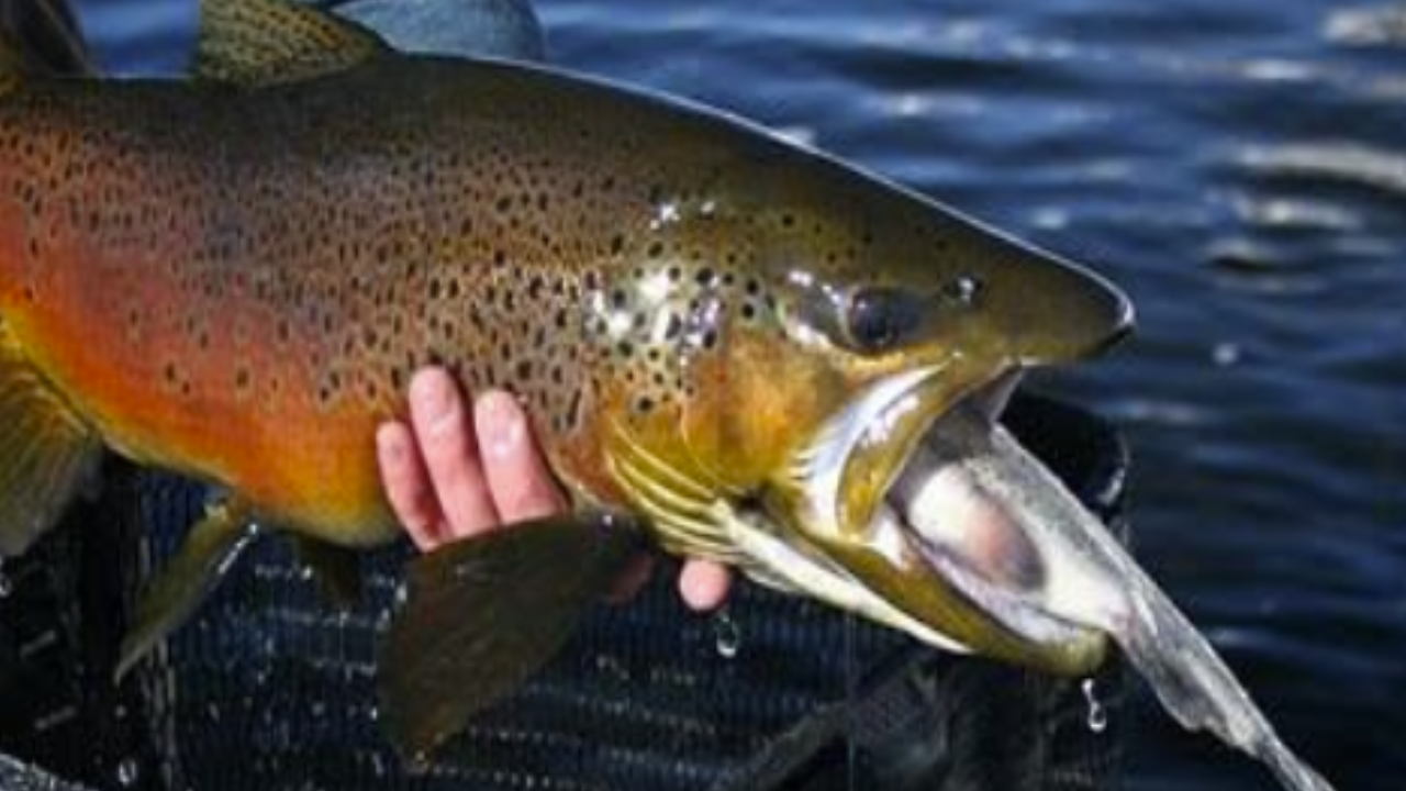 Invasive Fish Removal Transforms Colorado River Ecosystem