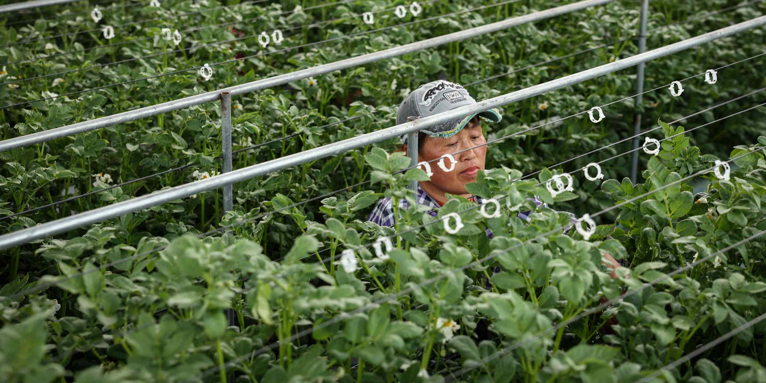 Dutch greenhouse technology firms shift focus to software sales in China