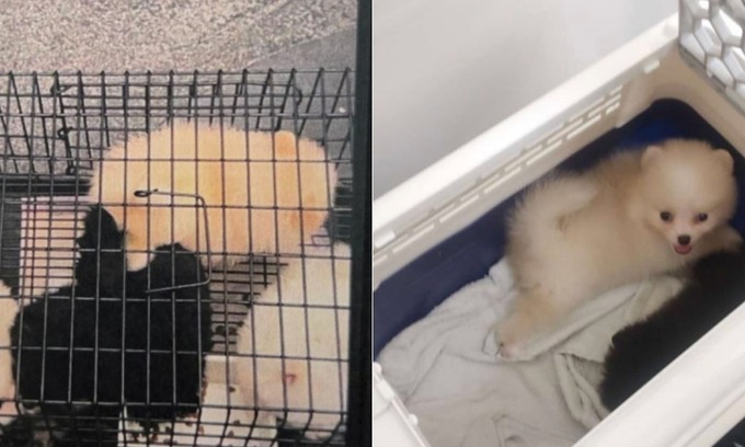 Singapore Woman First Jailed for Unlicensed Animal Sales