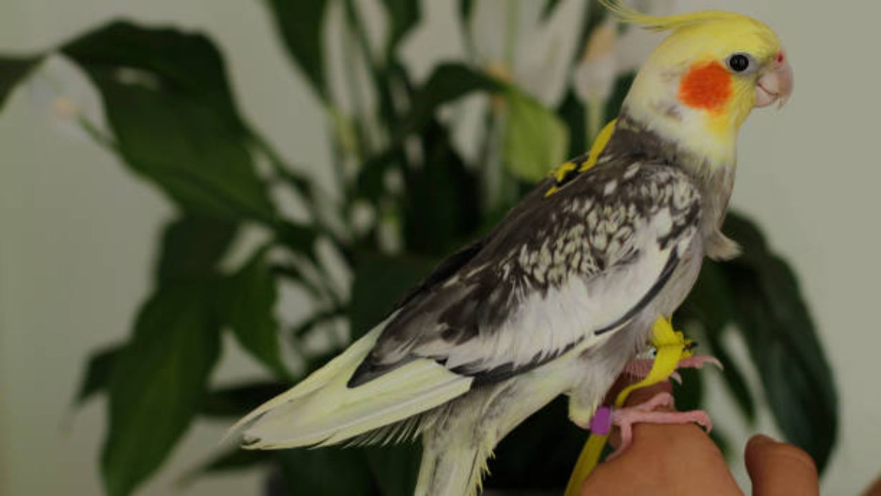 Teen's Bird Conservation Project Expands Across 20 US States