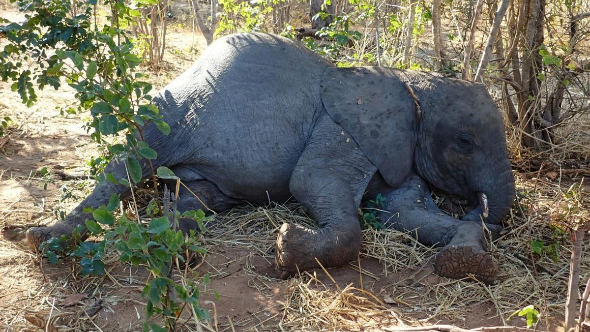 Wild elephant dies after contact with farm pump wiring in Andhra Pradesh