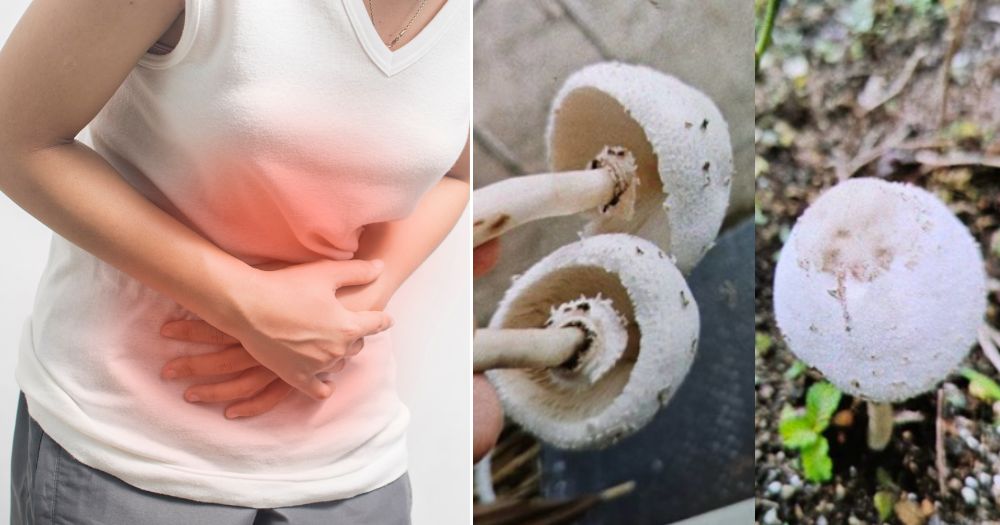 Singapore man hospitalised after consuming foraged wild mushrooms