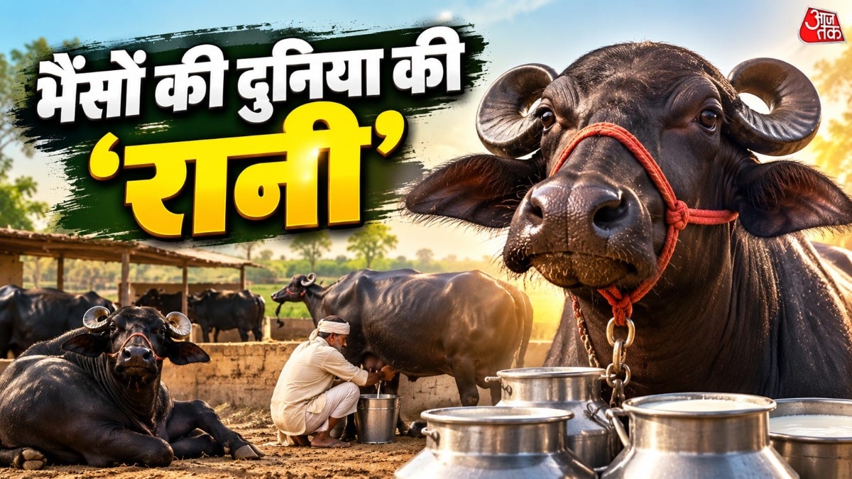 मुर्रा भैंस: दुग्ध उत्पादन में भारत की सर्वश्रेष्ठ नस्ल
