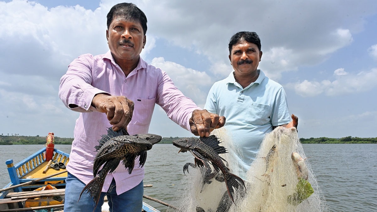 Maharashtra's Ujani Dam faces ecological crisis as fish populations clash
