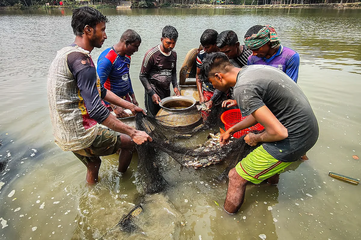 Microplastics Found in Farmed Pond Fish Across Region
