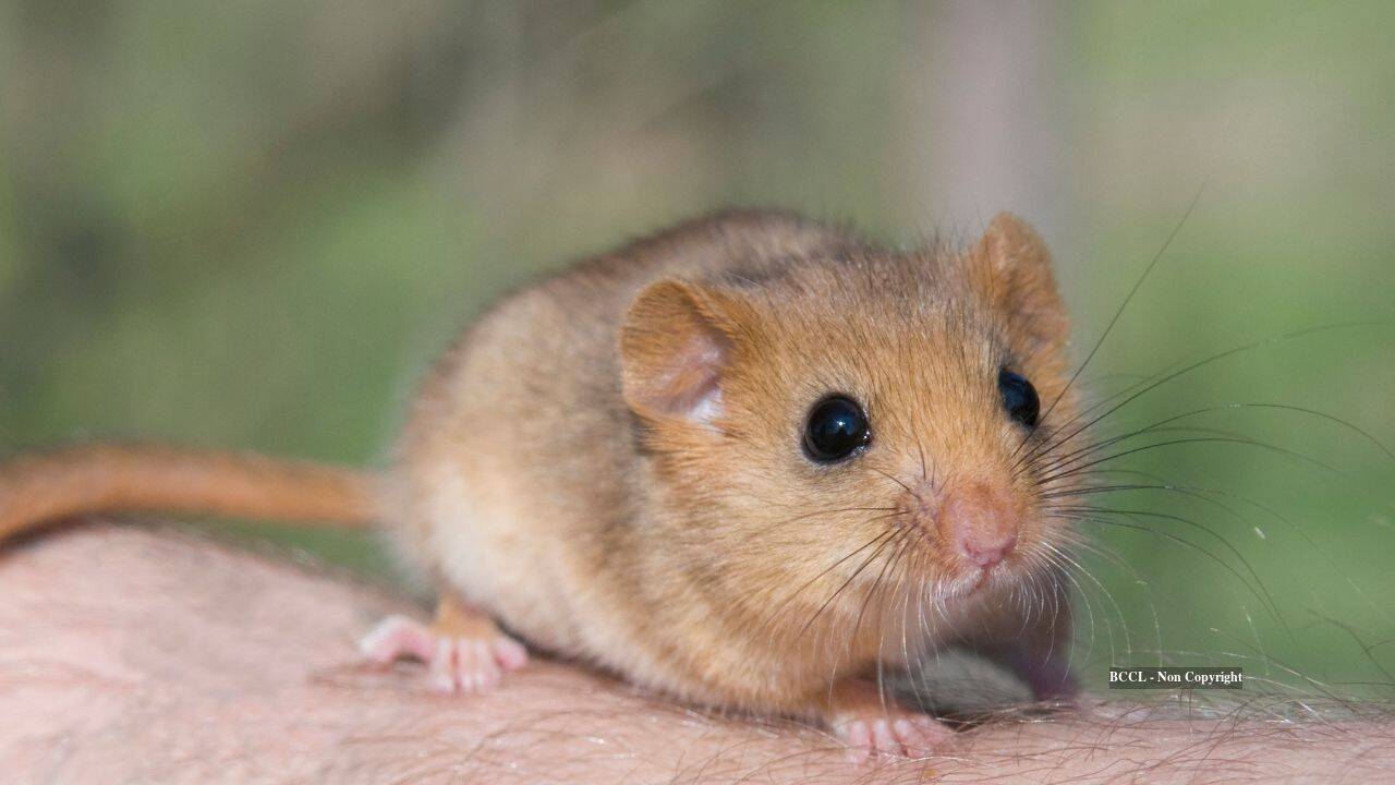 Britain grapples with invasive dormice population explosion