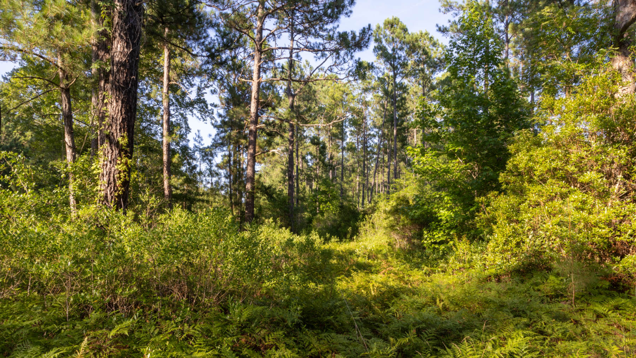 North Carolina Developers Face Legal Battle Over Residential Project Roads