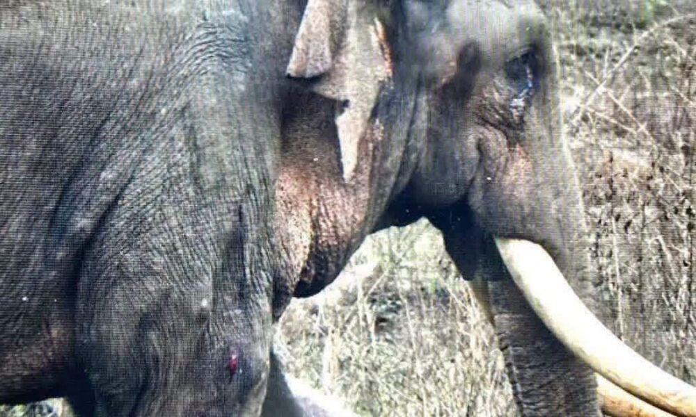 Treatment underway for tusker Kawanthissa following wildlife operation