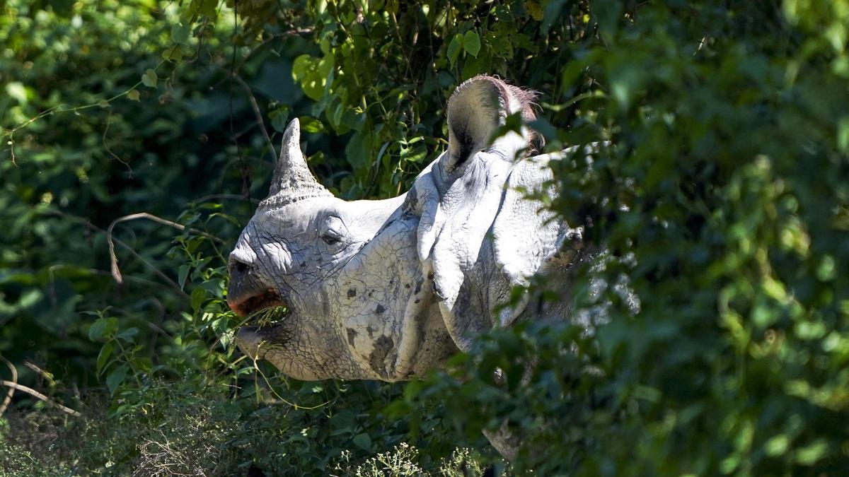 India-Bhutan unite on one-horned rhino conservation as cross-border movement rises