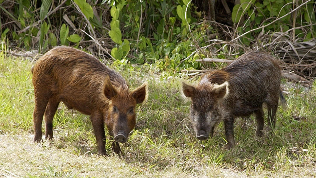 Island ecosystem restored after century-long battle against feral pigs