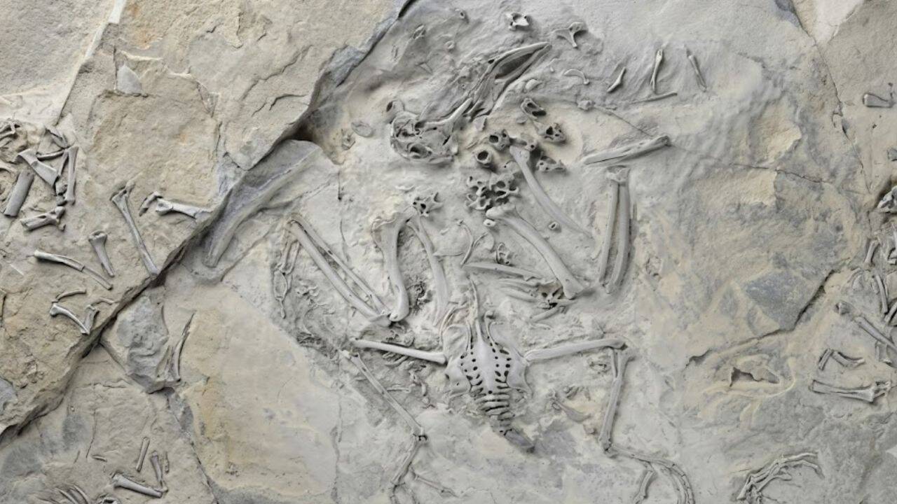 Ancient fossil reveals gradual evolution of trogon bird's distinctive feet