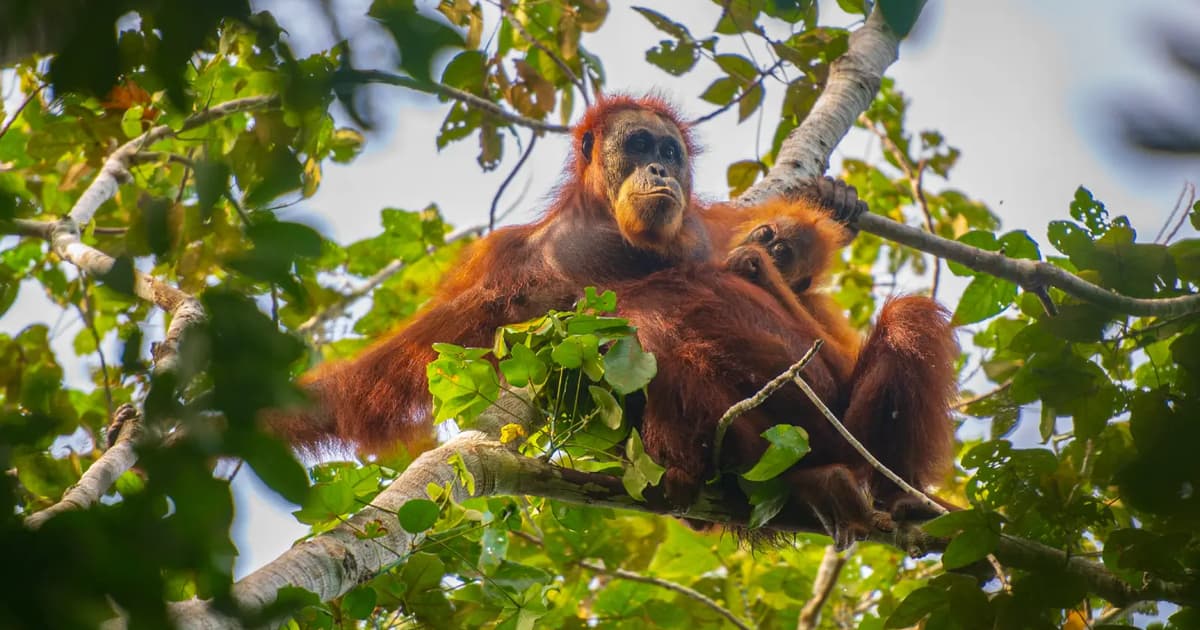 Indonesia Lepaskan Lapan Orangutan Terselamat Kebakaran ke Hutan Lindung