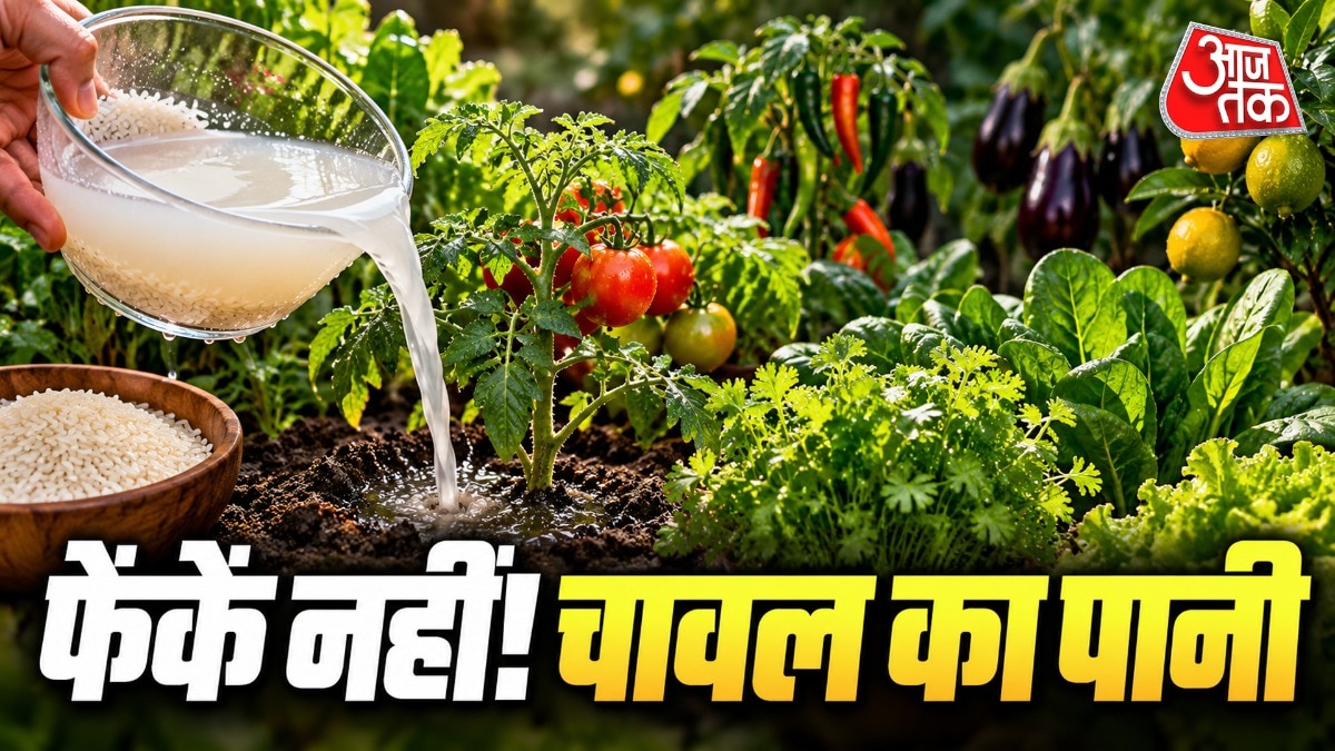 Rice Water Emerges as Budget-Friendly Plant Fertilizer for Indian Gardeners
