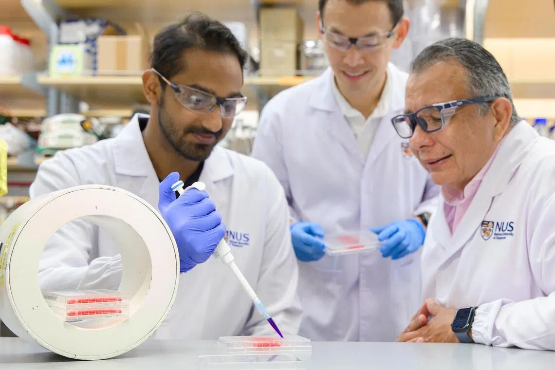 NUS team harnesses magnetic pulses to reprogram cancer-fighting immune cells