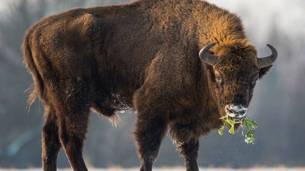 Bison grazing doubles native plant diversity in Kansas grasslands