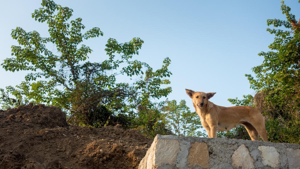 Stray dog attacks multiple residents in Kerala town; animal captured