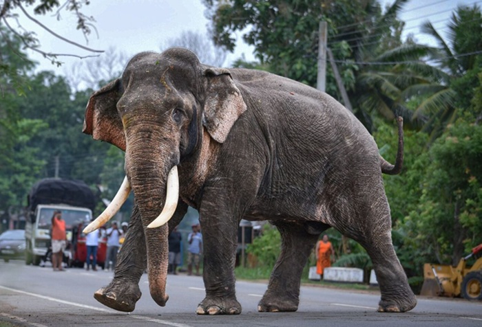 Wildlife authorities begin emergency treatment for injured tusker Kawanthissa