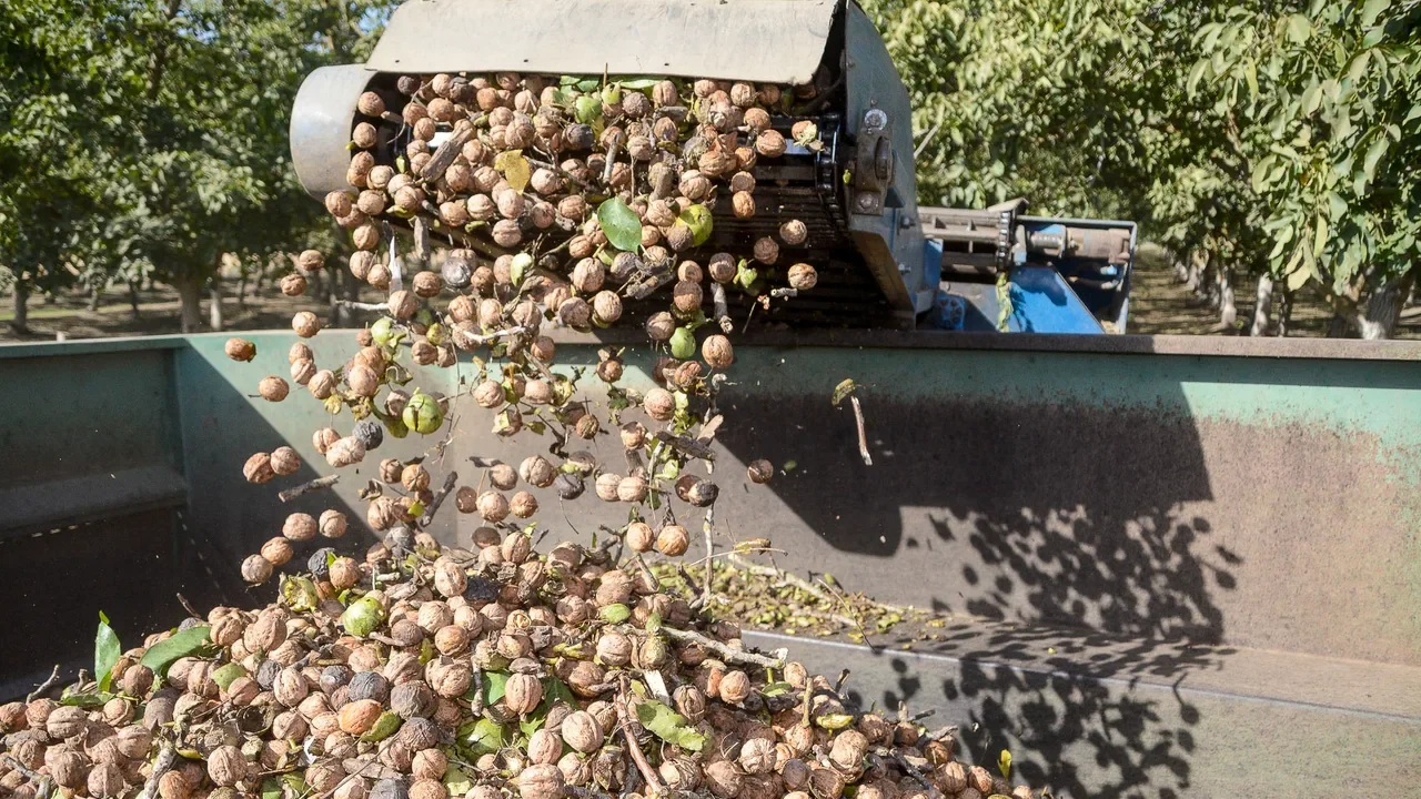 Direct-to-consumer sales triple walnut farmer's revenue, model gains traction
