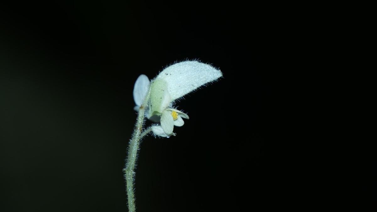 Scientists identify new Begonia species in Arunachal Pradesh