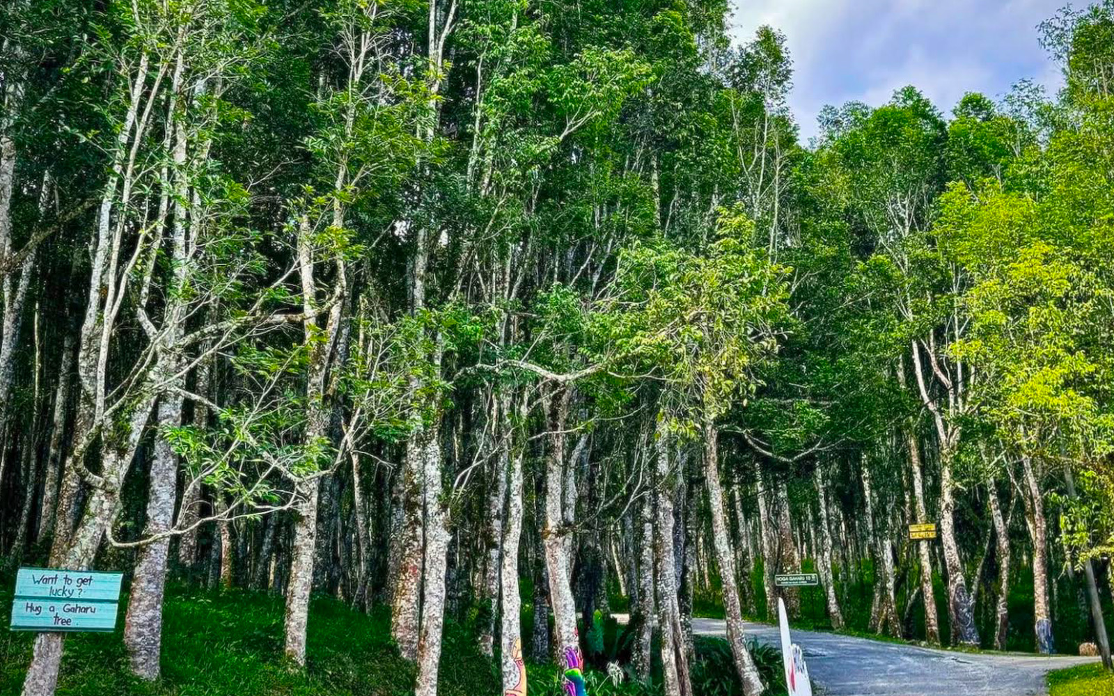 AI technology offers hope for Malaysia's endangered gaharu trees