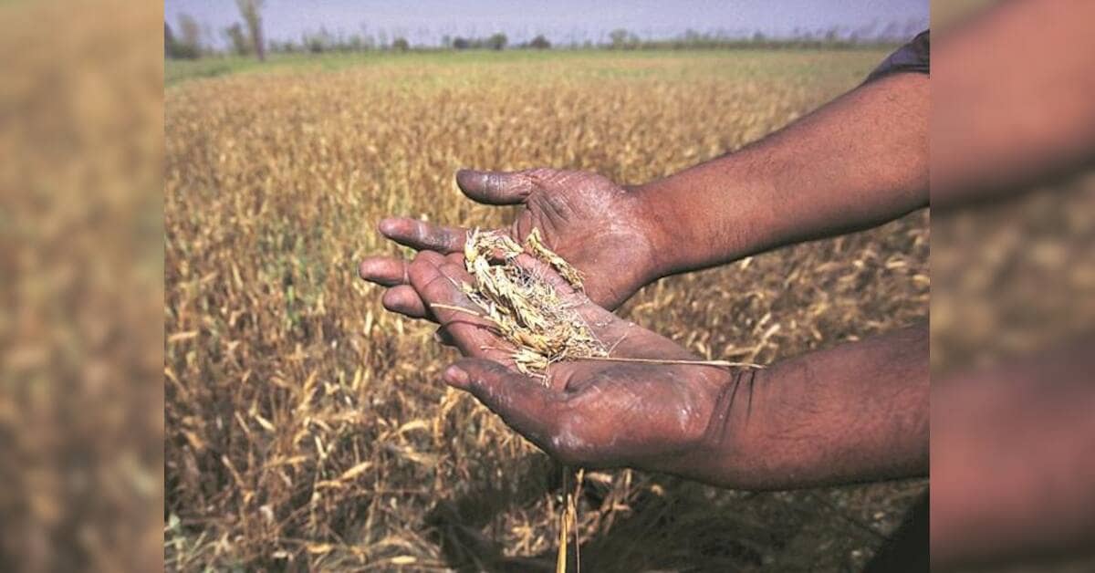 एल नीनो से वर्षा आश्रित रबी फसलों को खतरा, उत्पादन प्रभावित हो सकता है