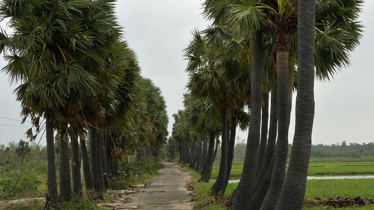 Tamil Nadu farmers' groups push for reversal of toddy production ban