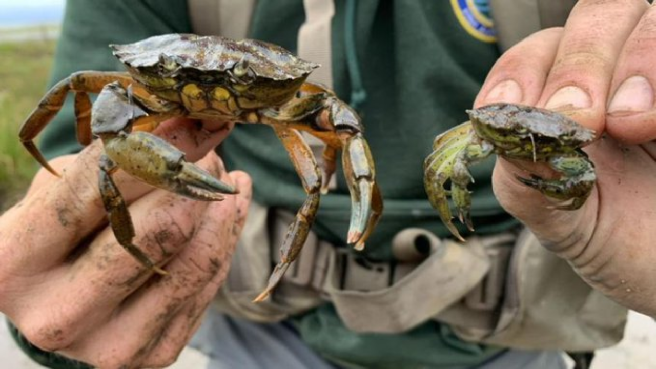 New England turns invasive green crabs into culinary and economic opportunity