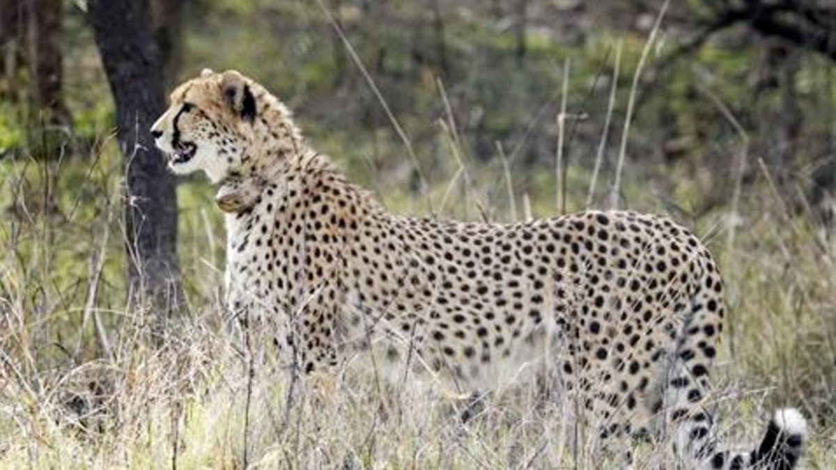Female cheetah from Botswana to be relocated to Gandisagar sanctuary