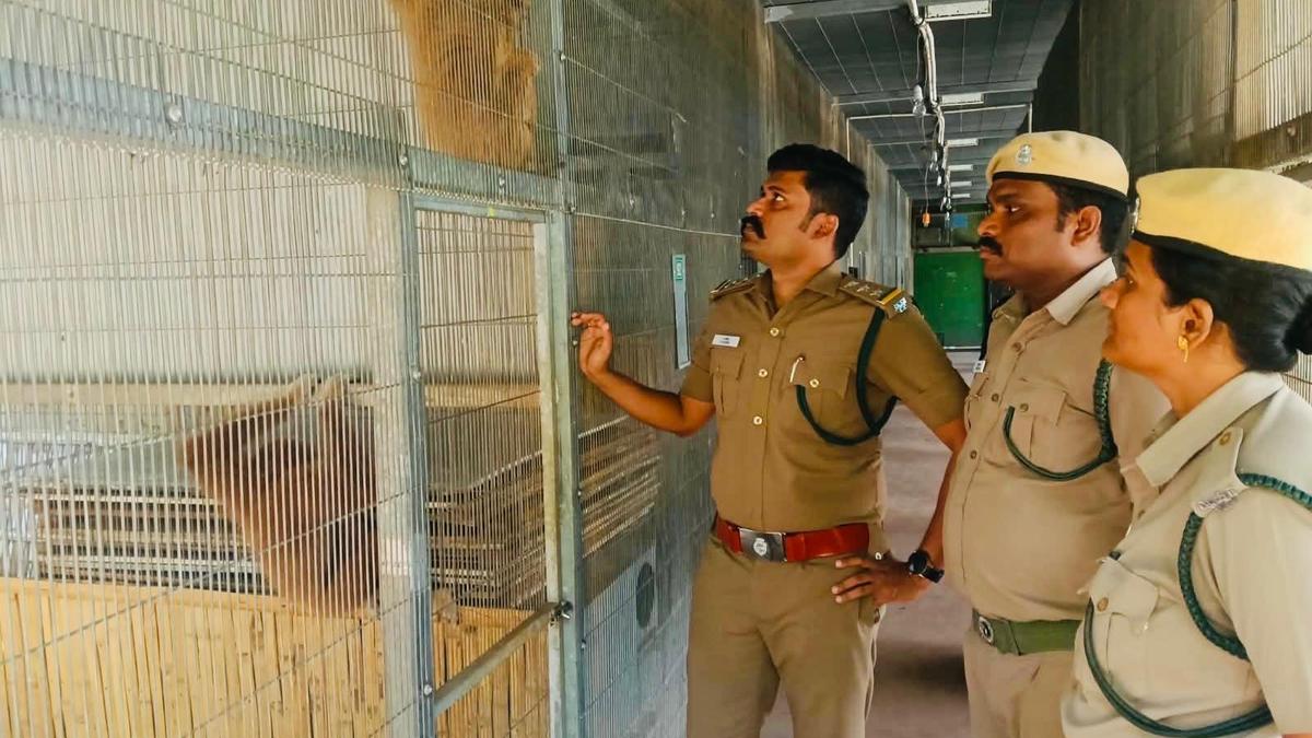 Eleven exotic animals seized in Vikram gibbon case to be relocated