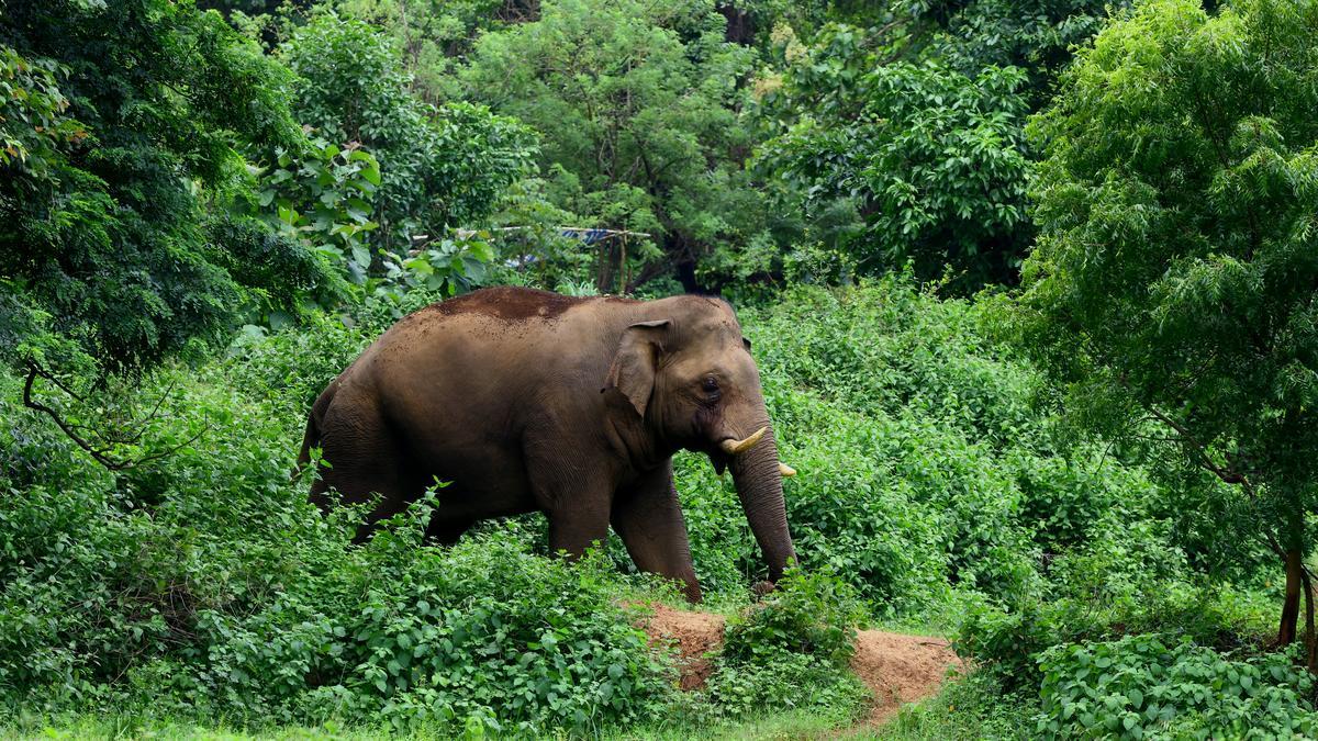 Kerala woman killed in wild elephant attack near Bhavani river