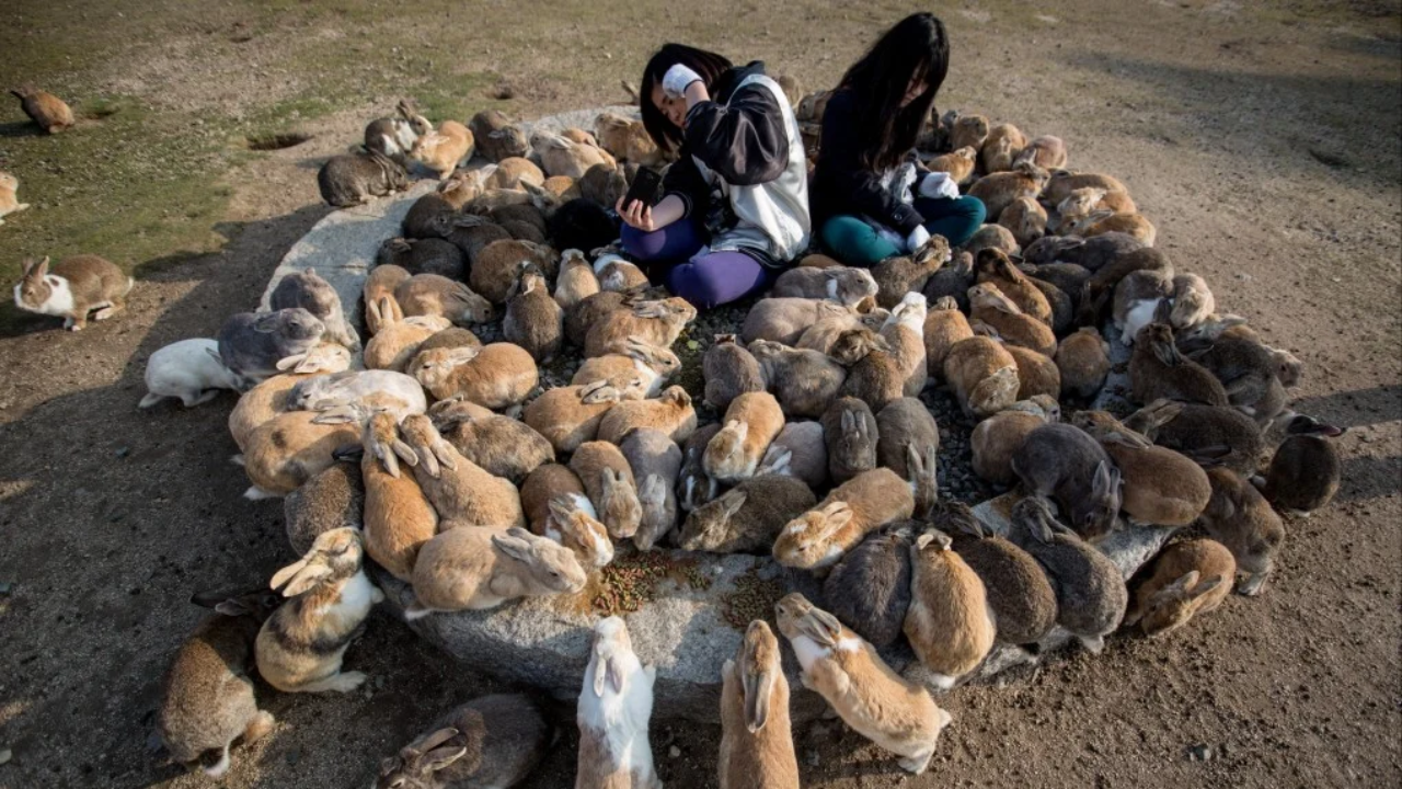How Introduced Rabbits Nearly Destroyed Hawaii's Unique Bird Species