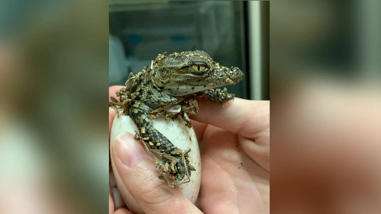 French Zoo Records Historic Nile Crocodile Hatching During Extreme Heat