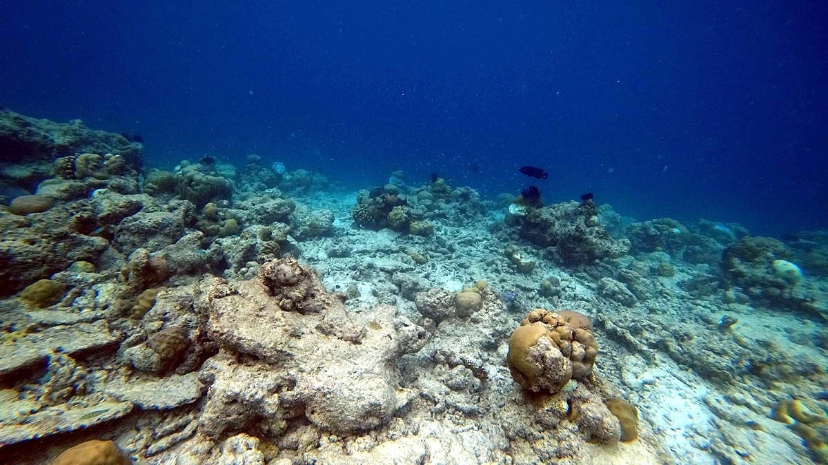 Scientists discover over 11,000 new viruses in deep ocean waters