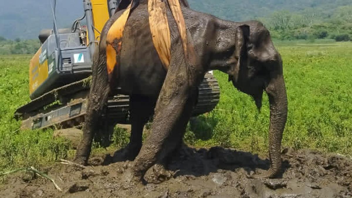 Female elephant dies after getting trapped in reservoir slush in Tamil Nadu