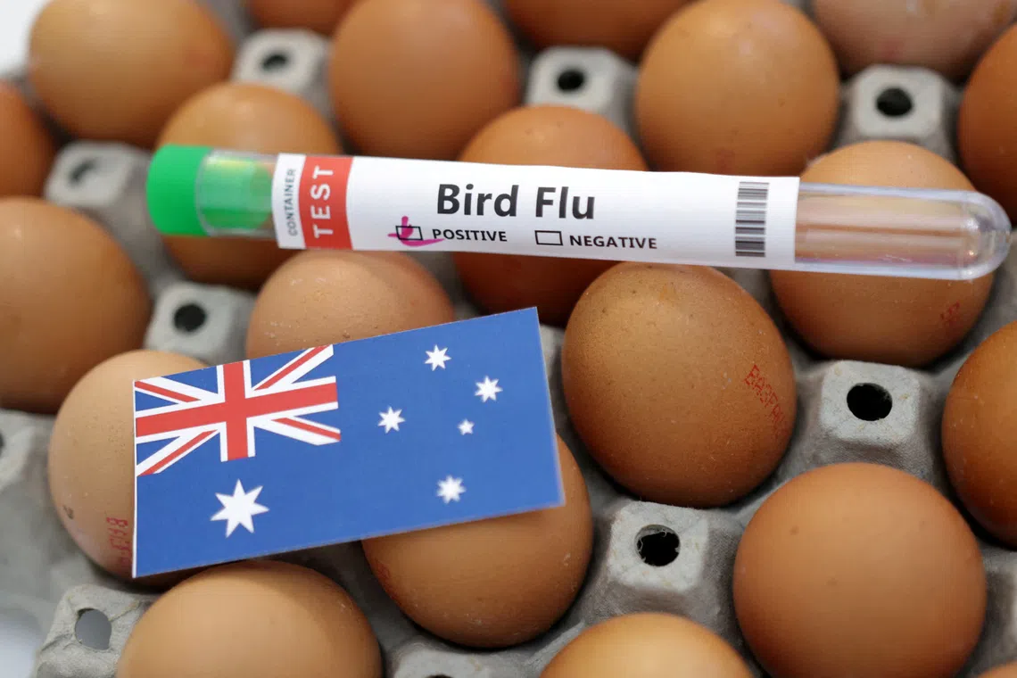 Australia detects first H5N1 bird flu case in mammal