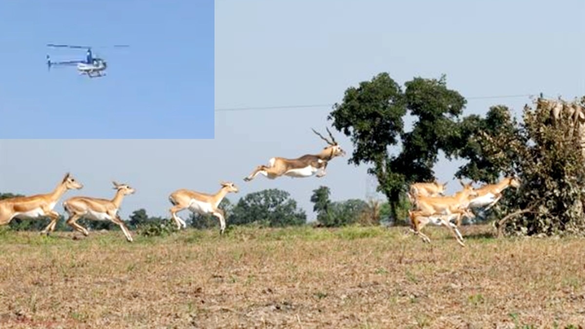 India launches second phase of blackbuck relocation to Kuno National Park
