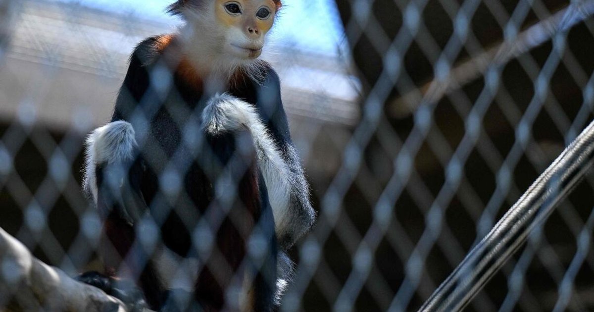 India's Vantara animal sanctuary pledges overhaul amid welfare concerns