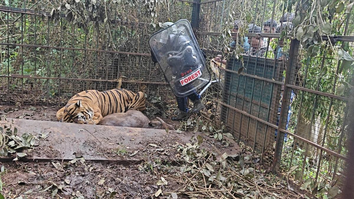 Tiger captured near Gudalur awaits relocation to Chennai zoo